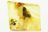 Detailed Fossil Ant (Dolichoderinae) In Baltic Amber #335713-1